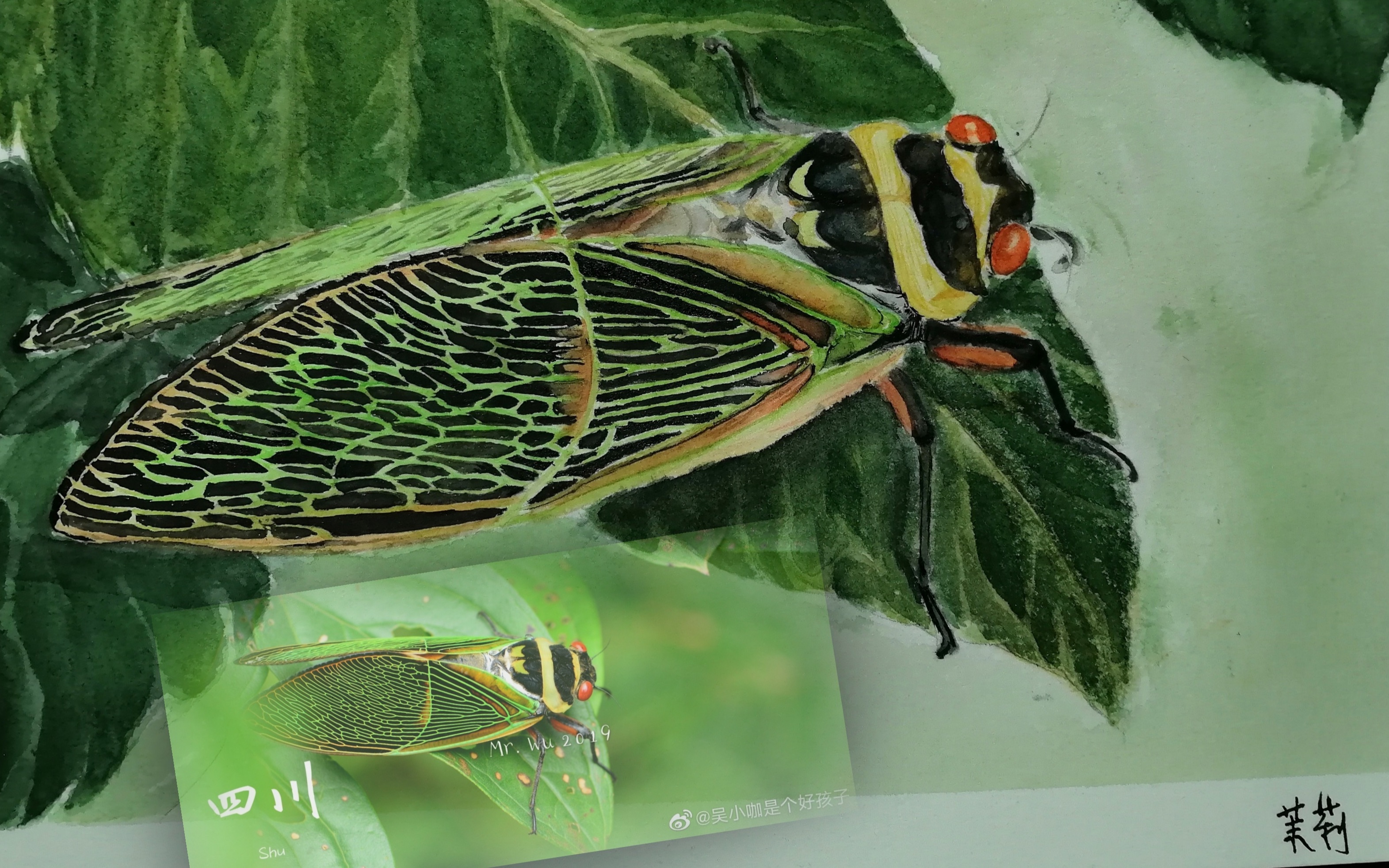 活动  阿采杂货铺水彩画—蝉 抓住童年的小知了