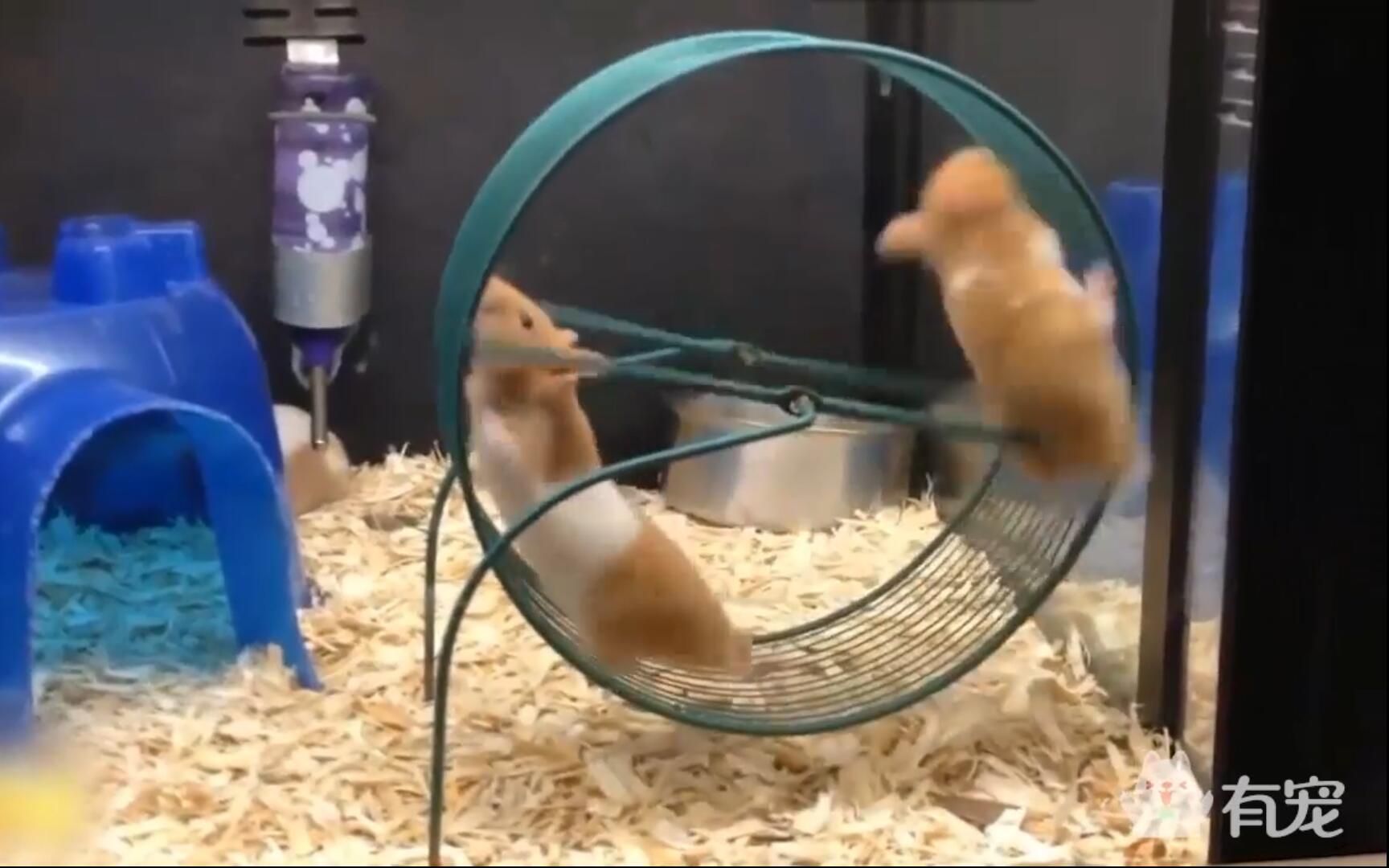 爱上运动的小仓鼠,感觉身体被掏空.