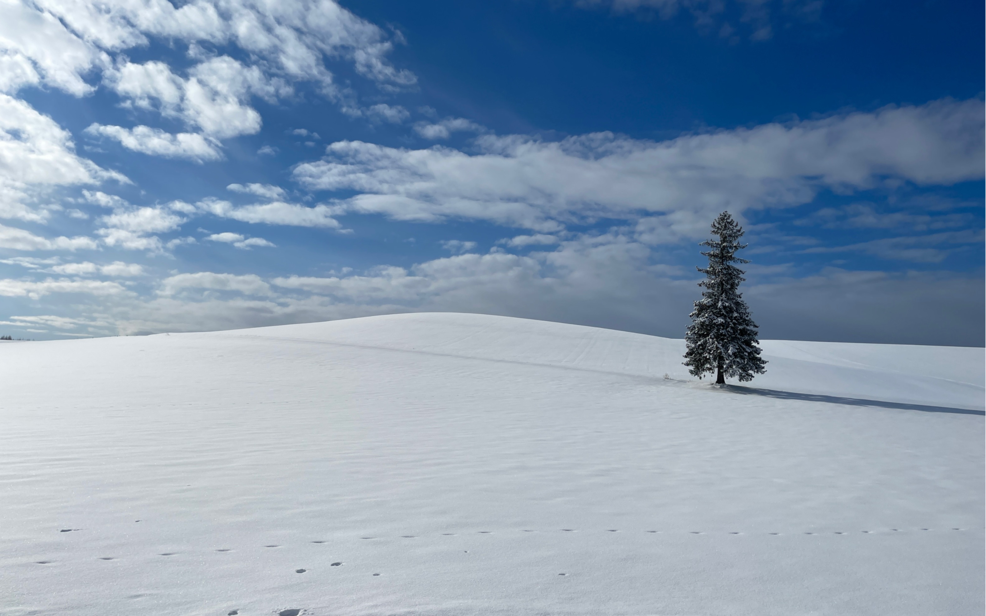 北海道雪景 唯美图片