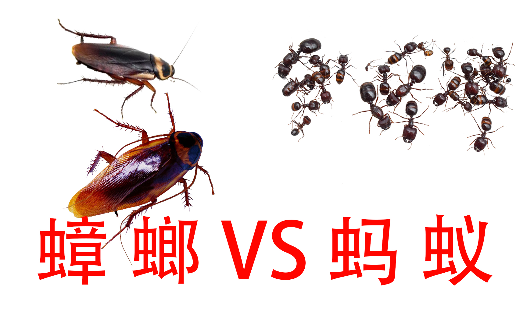 [图]“蟑螂”VS“蚂蚁群”，王者之间的世纪之战，谁会是最后的赢家？