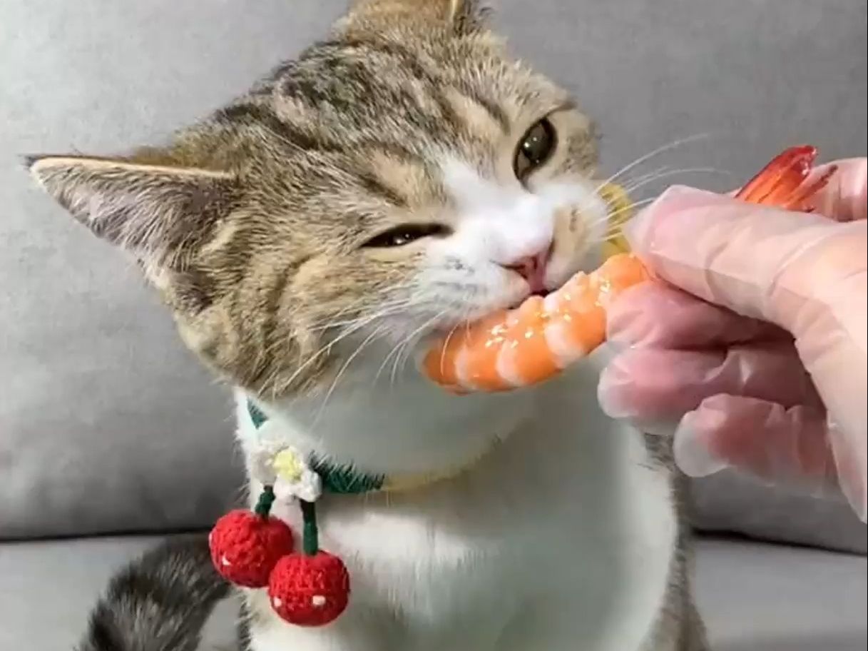小猫咪吃虾的样子也太可爱了吧!