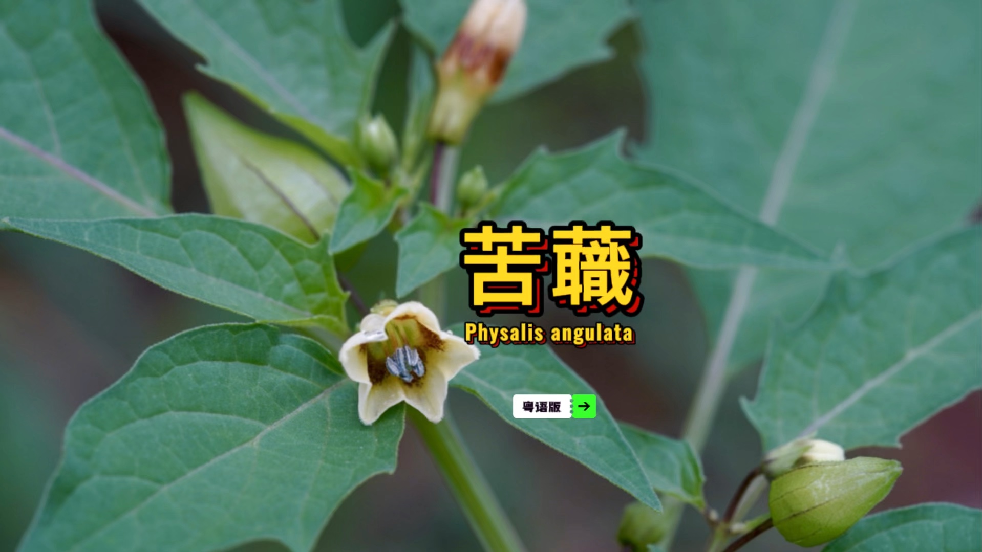 苦蘵,也叫灯笼草,成熟时浆果好吃