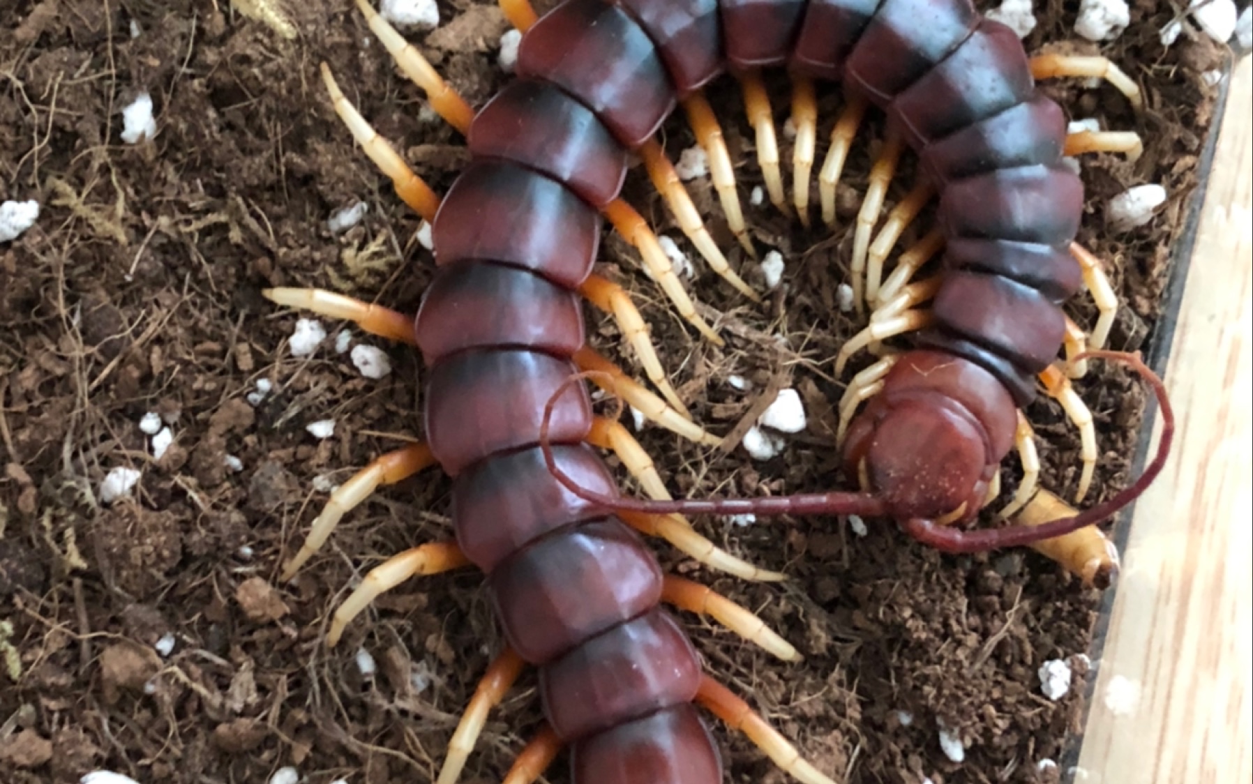 秘鲁白脚 超级大蜈蚣喂食c8_哔哩哔哩_bilibili