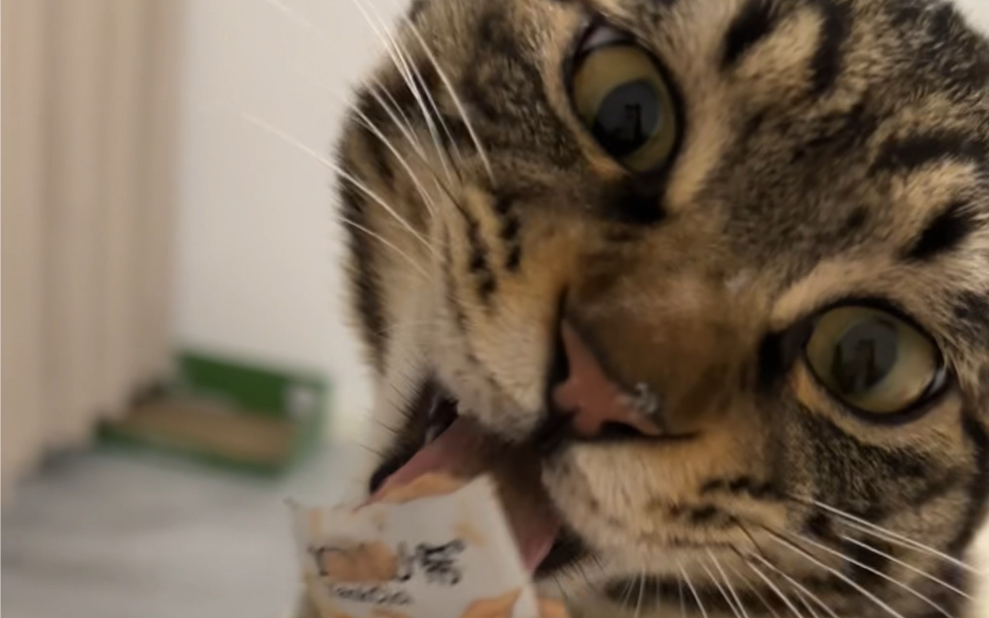 天呐,谁家小猫咪这样吃猫条啊