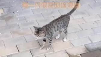 愿所有的流浪都有粮吃，不会饿着肚子❤