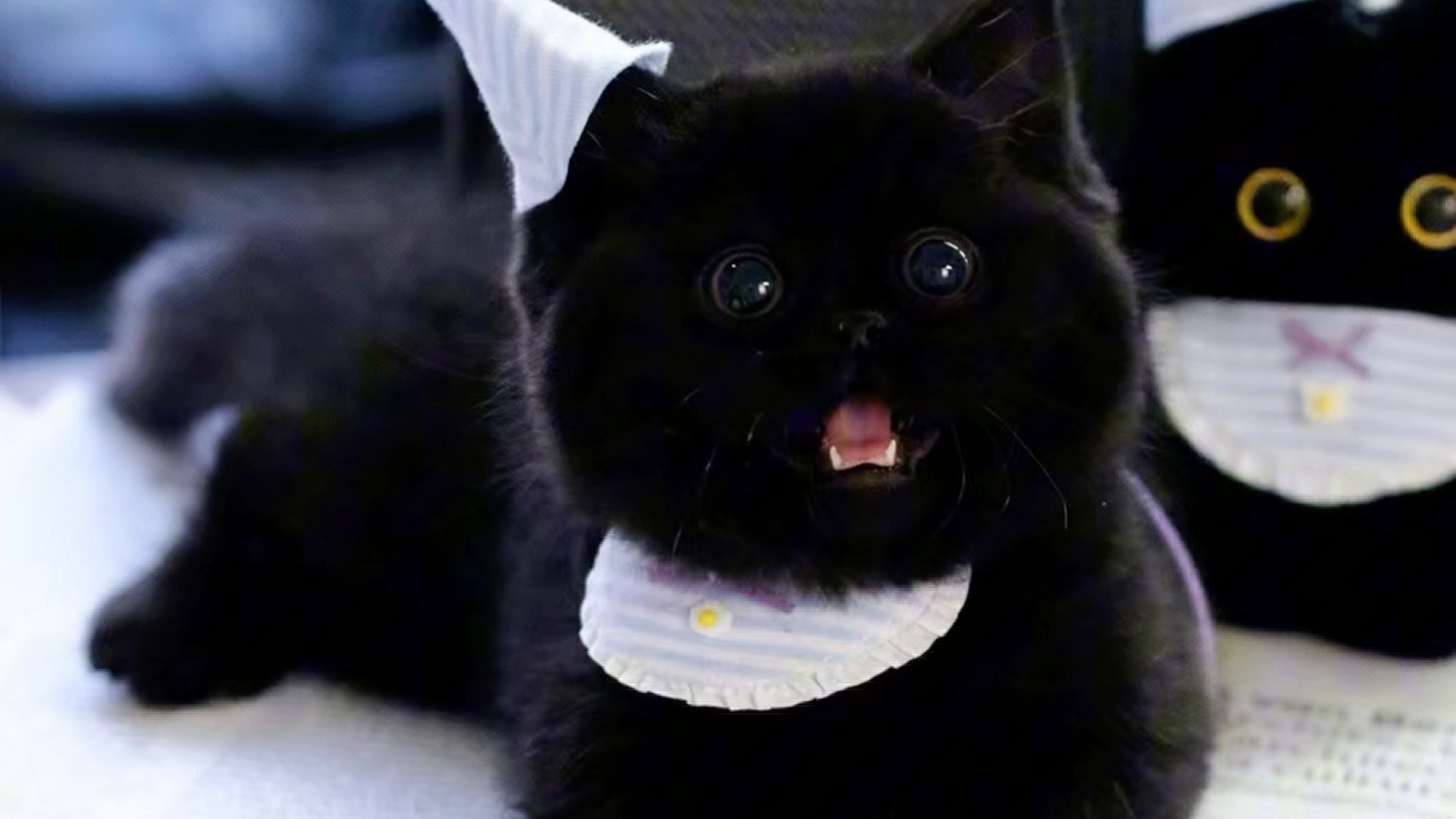 纯黑曼基康矮脚弟弟 熊版小黑崽质感一级棒!