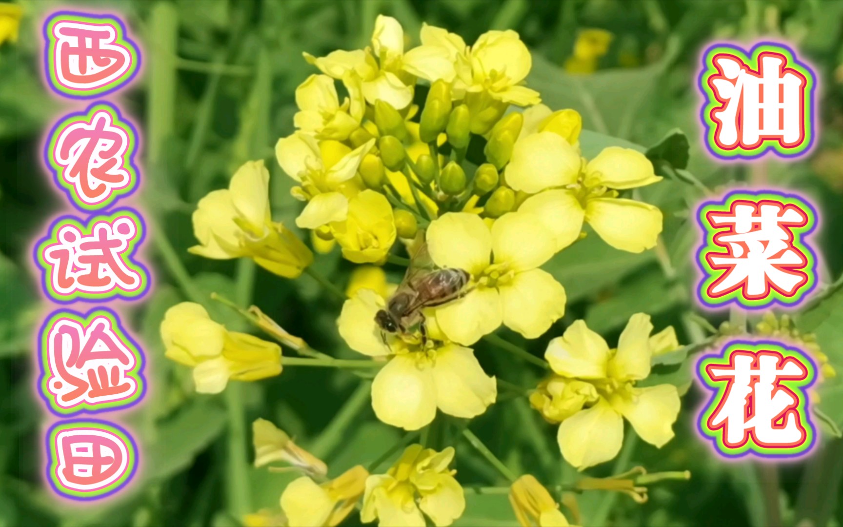 [图]【西北农林科技大学】春天的油菜试验田(油菜花)