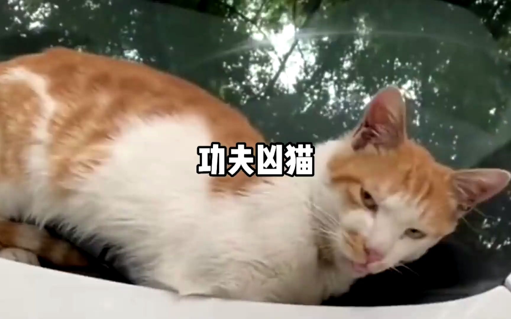 [图]功夫凶猫不好惹，看表情都知道不是善类#猫咪成精 #猫咪的迷惑行为