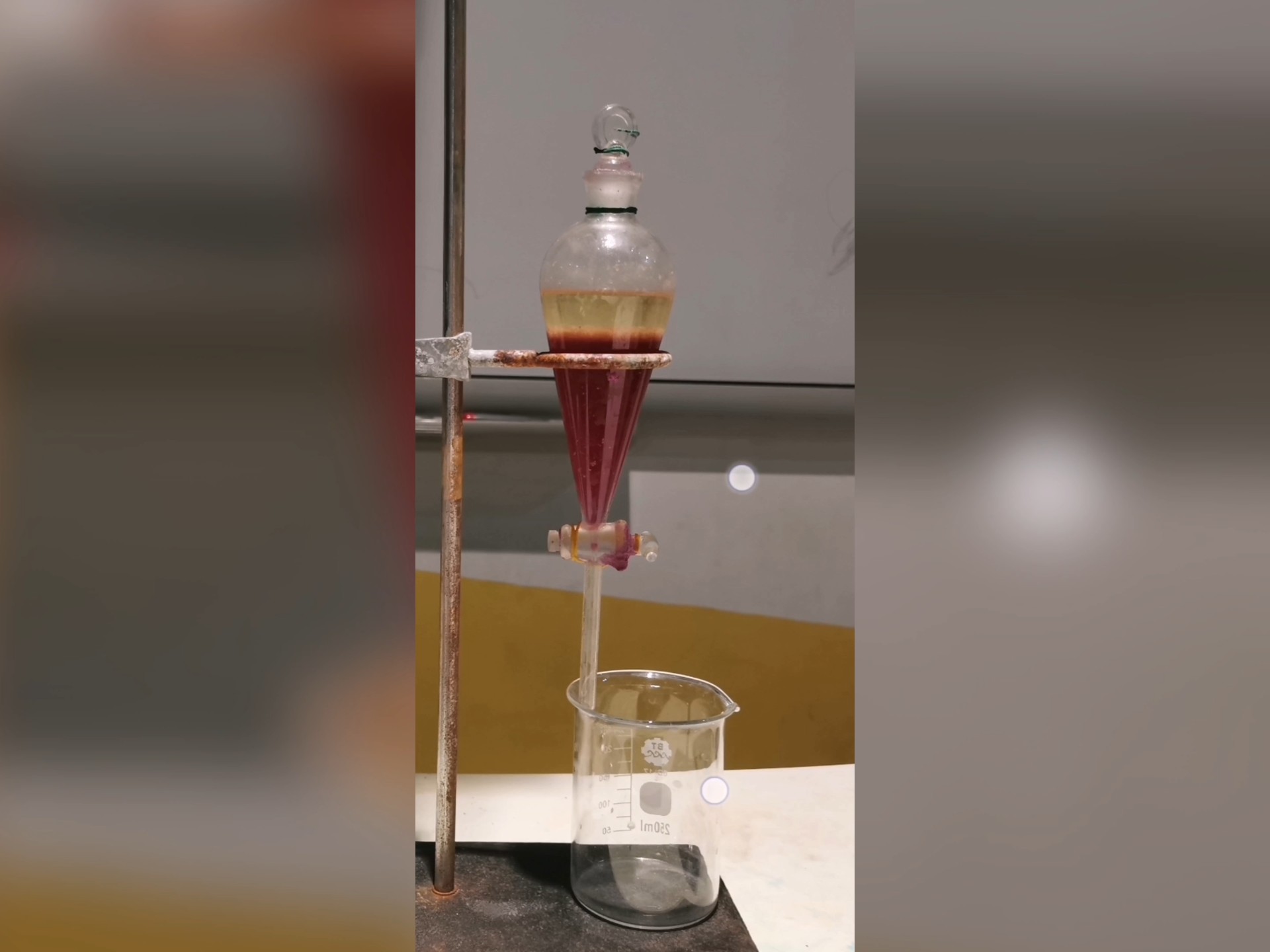 玫瑰精油提取第10步〖萃取之静置分层〗#实验 #玫瑰精油 #实践出真知