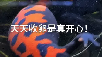 生态缸里的蝾螈这几天天天在产卵
