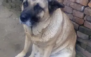 愛犬救命訓練士 搜索结果 哔哩哔哩 Bilibili