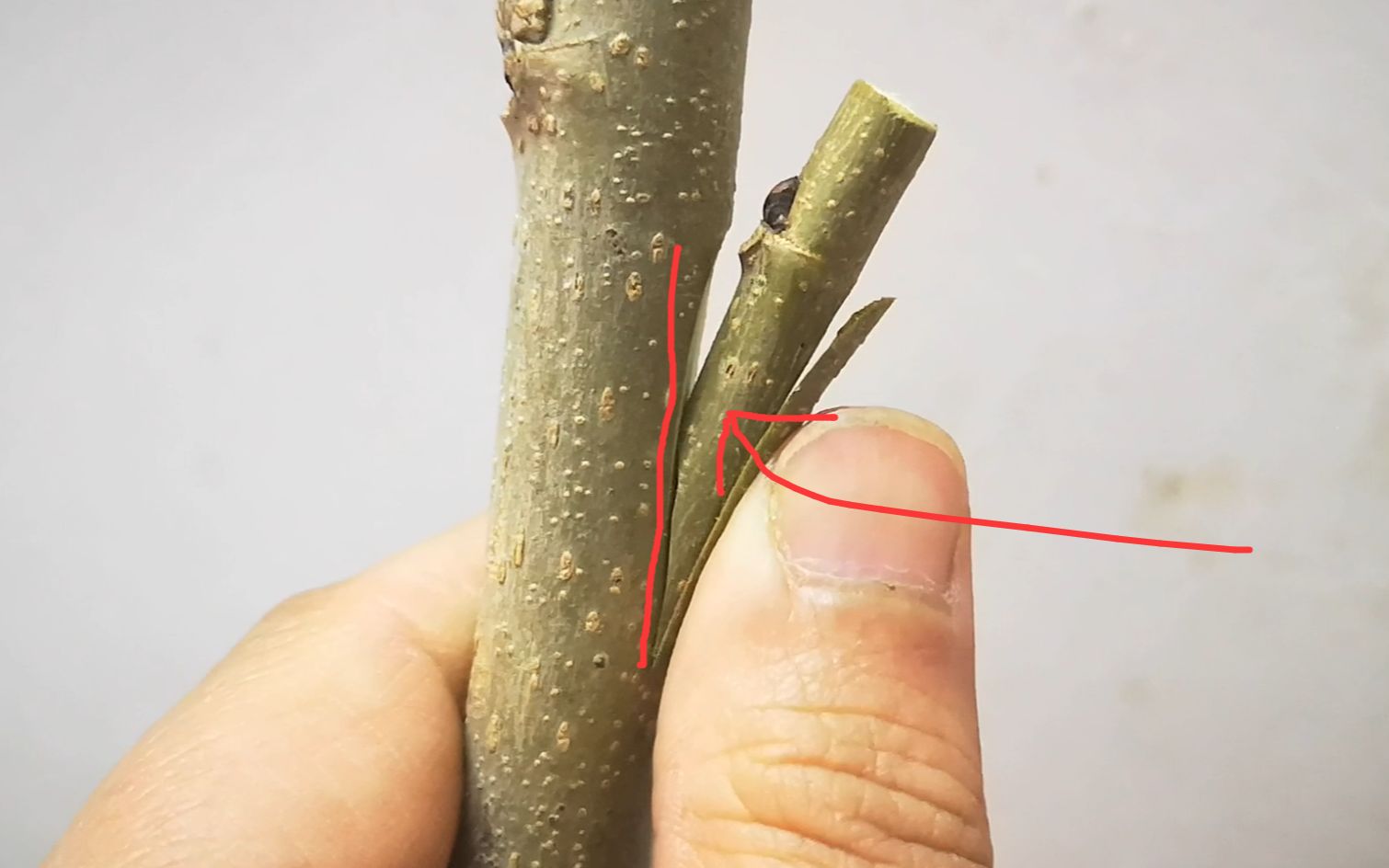 嫁接技巧分享,使用腹接等枝接法时,接穗怎么削对接更严密?