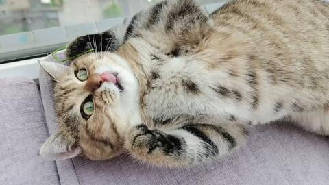 花1000块买的金渐层 养了半年颜色变成狸花猫 简直无法接受 哔哩哔哩 Bilibili