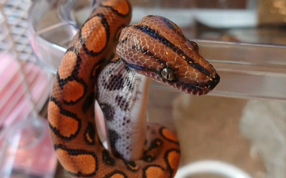 挂着吃饭的彩虹蚺 有一瞬间像小恐龙w