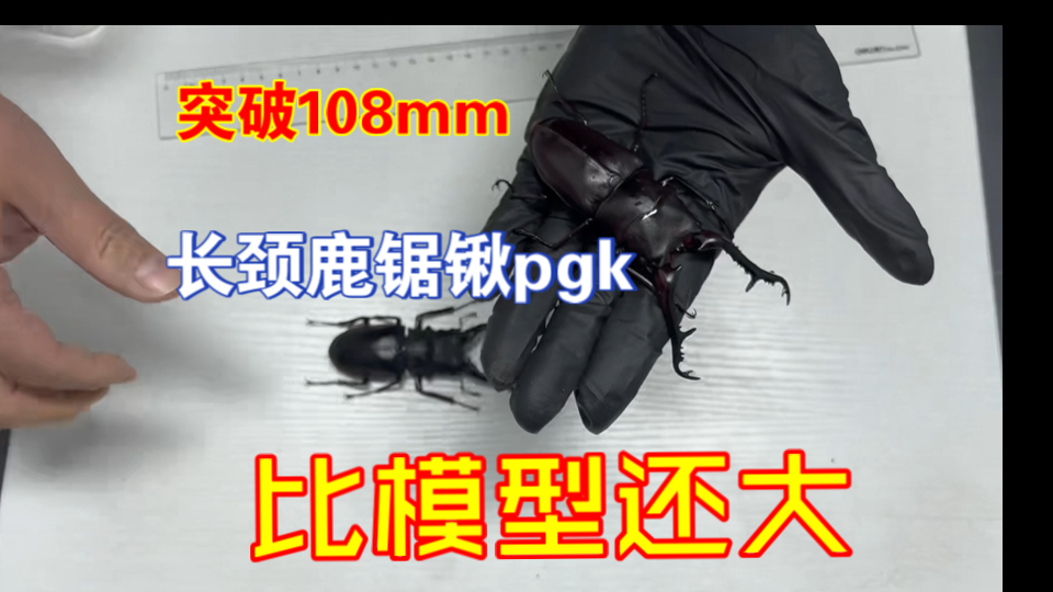 长颈鹿锯锹pgk亚种羽化新虫,长度约110mm.全程初级发酵木屑饲养.历时约14个月.欢迎收看.同一批早几个月羽化的只有9cm+哔哩哔哩bilibili