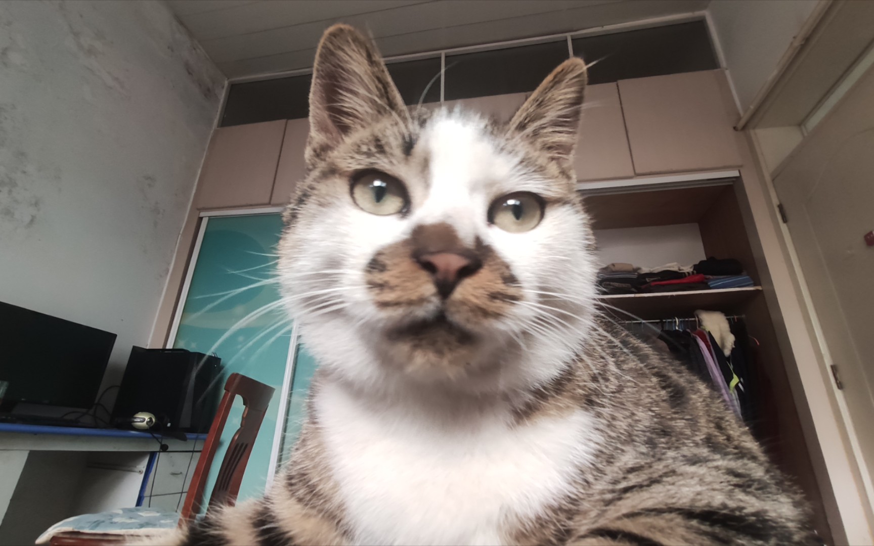 丑猫给了你一个亲亲79