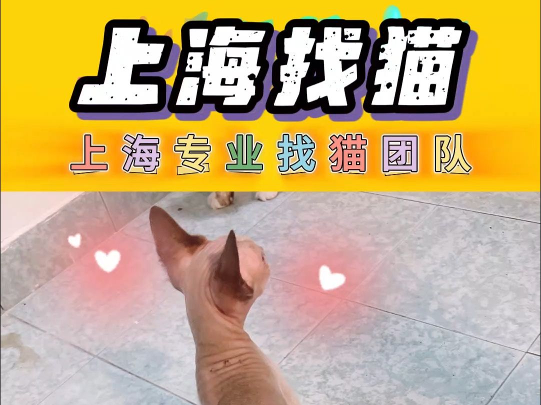 上海找猫团队 上海松江区成功找回猫咪哔哩哔哩bilibili