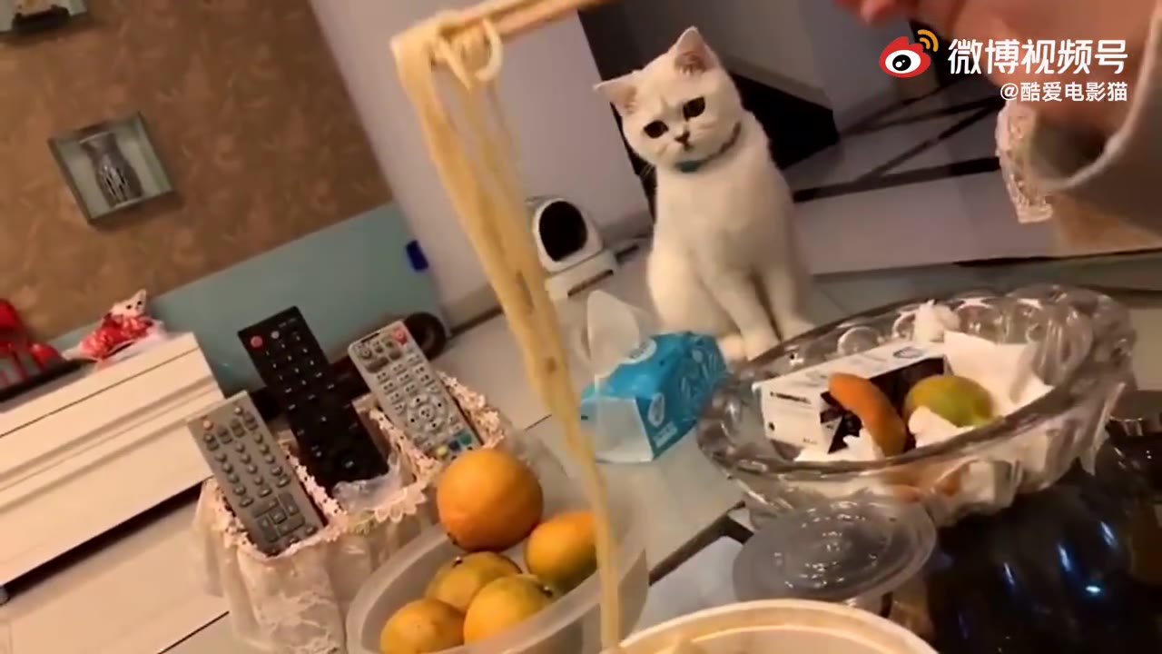 [图]猫：原来我养的不是仆人