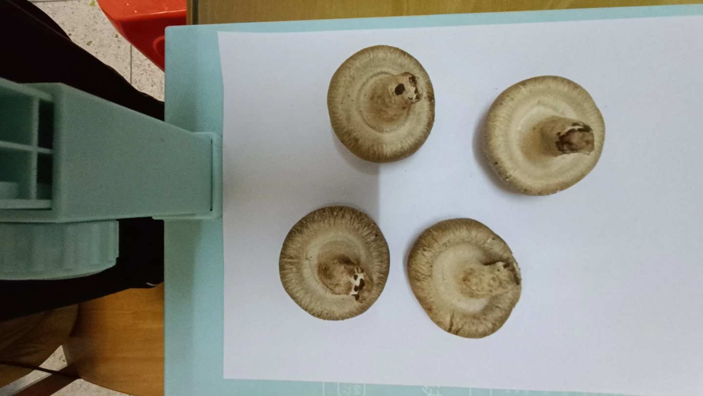 蘑菇做孢子印画