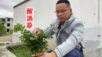 Download Video: 这种植物就是大名鼎鼎的“醒酒草”，很多人还不知道，一起来了解下