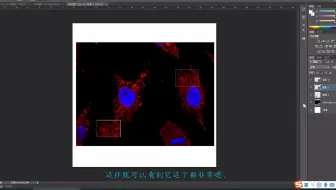 科研制图--使用PS进行图片的局部放大
