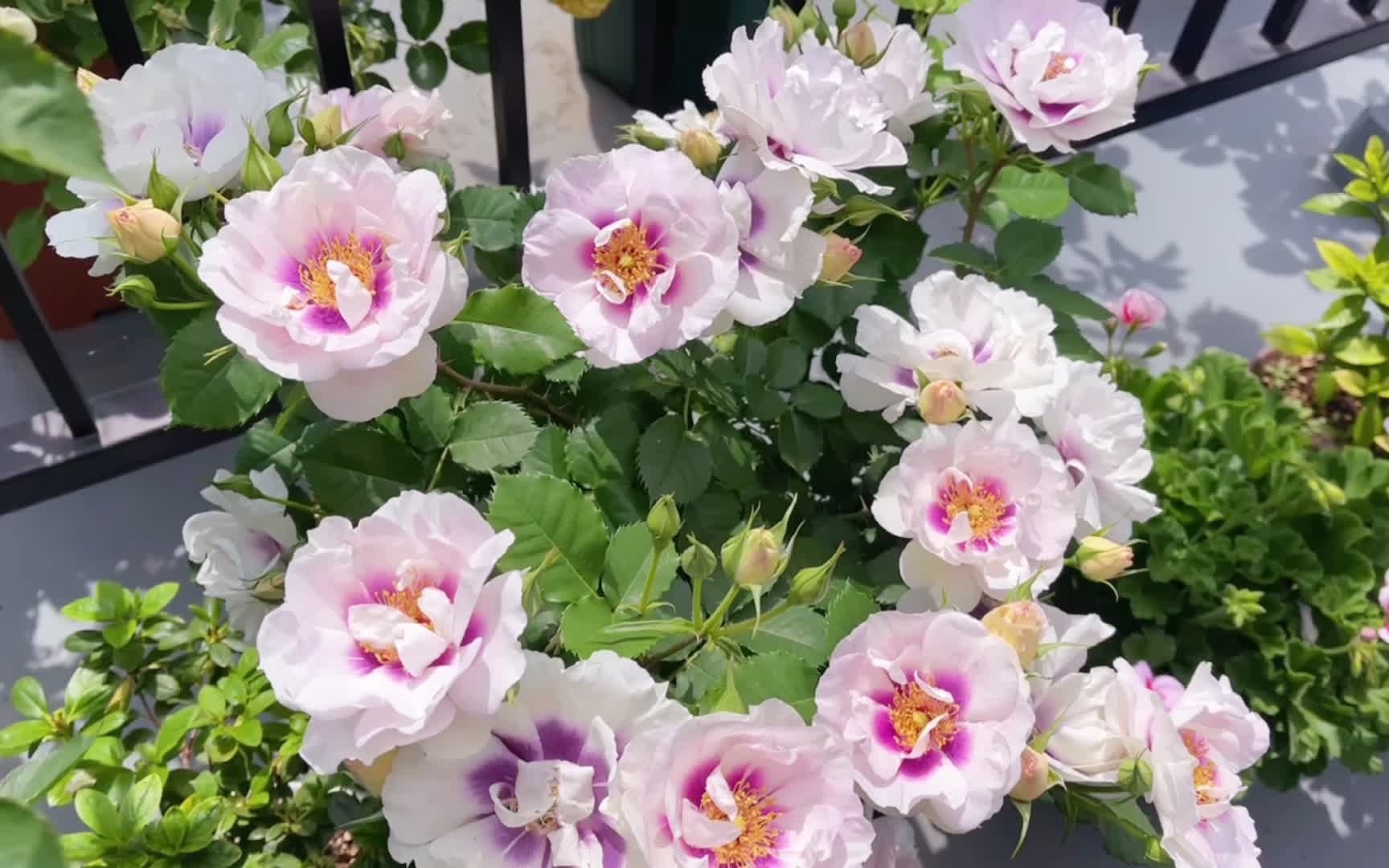 月季你的眼睛同类型的巅峰之作你的眼睛独特又色气的美