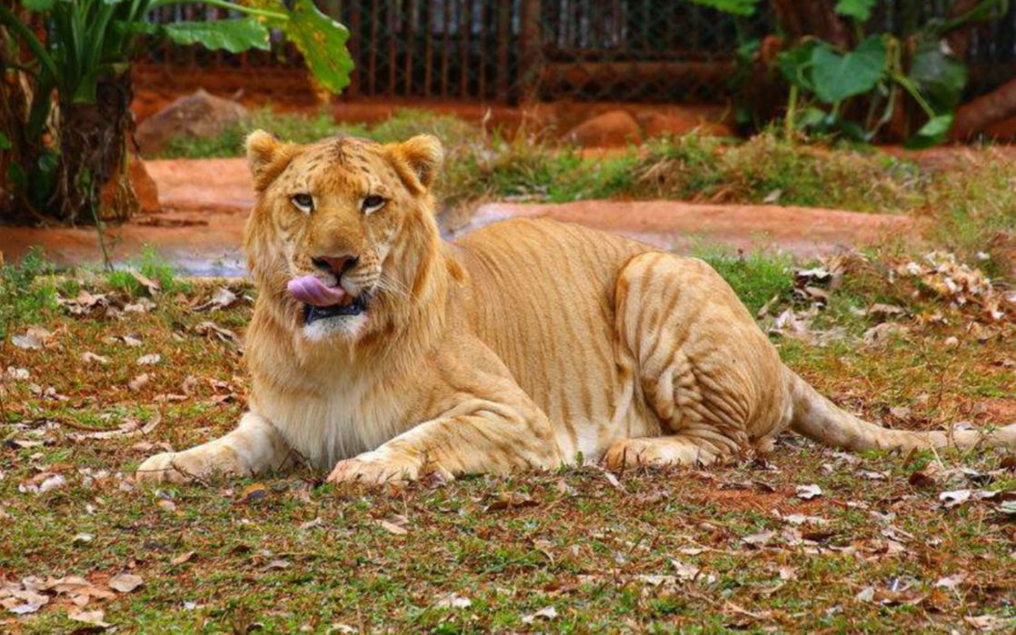 上海野生动物园狮虎兽图片