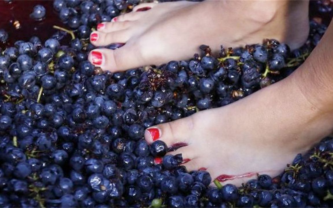 国酒少女踩曲,拉菲脚踩葡萄,顶级名酒名茶为何都爱"少女脚"?