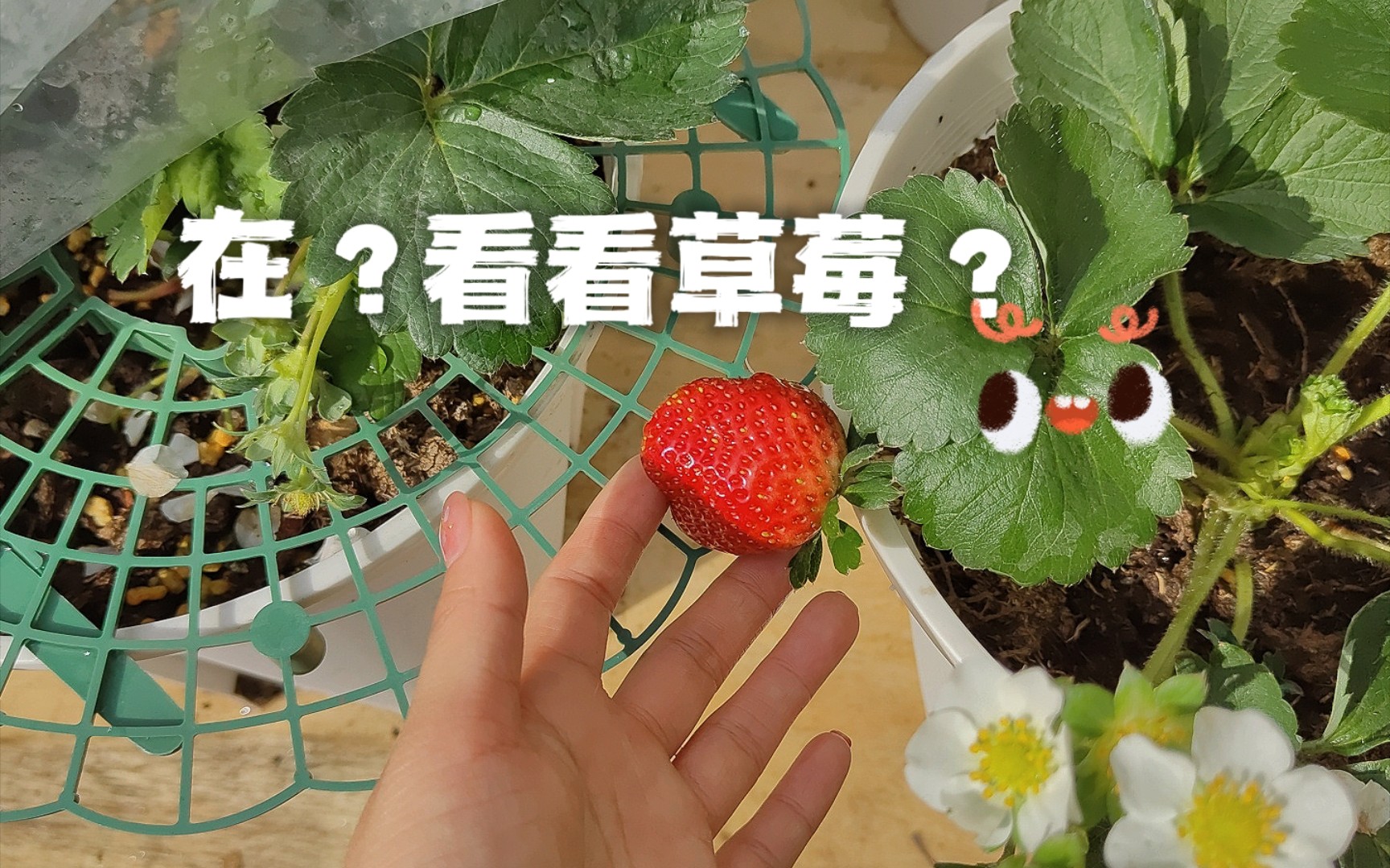 草莓系列(16)|在?看看草莓?!哔哩哔哩bilibili