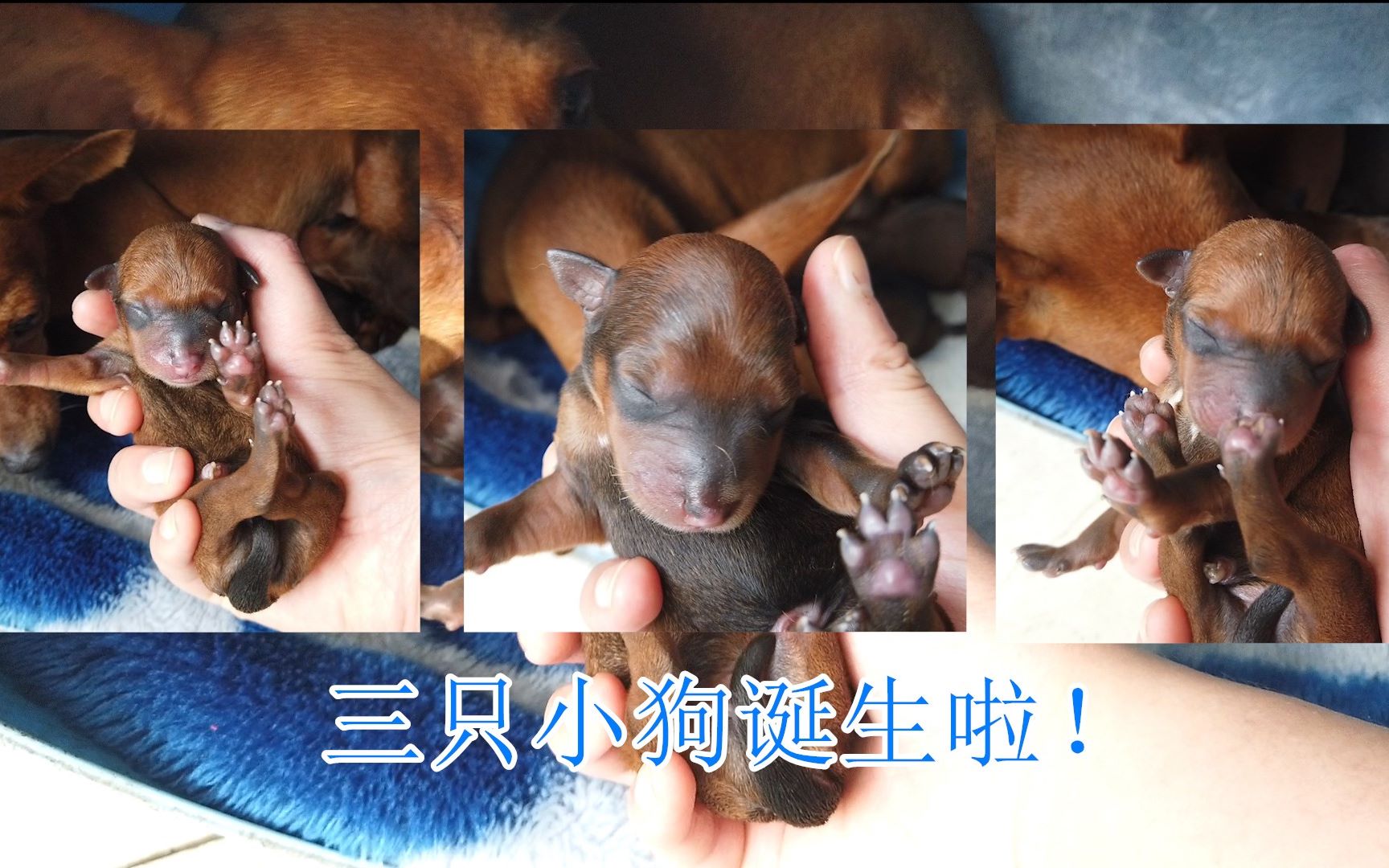 2个月后,小鹿犬佳佳迎来了自己的宝宝的出生