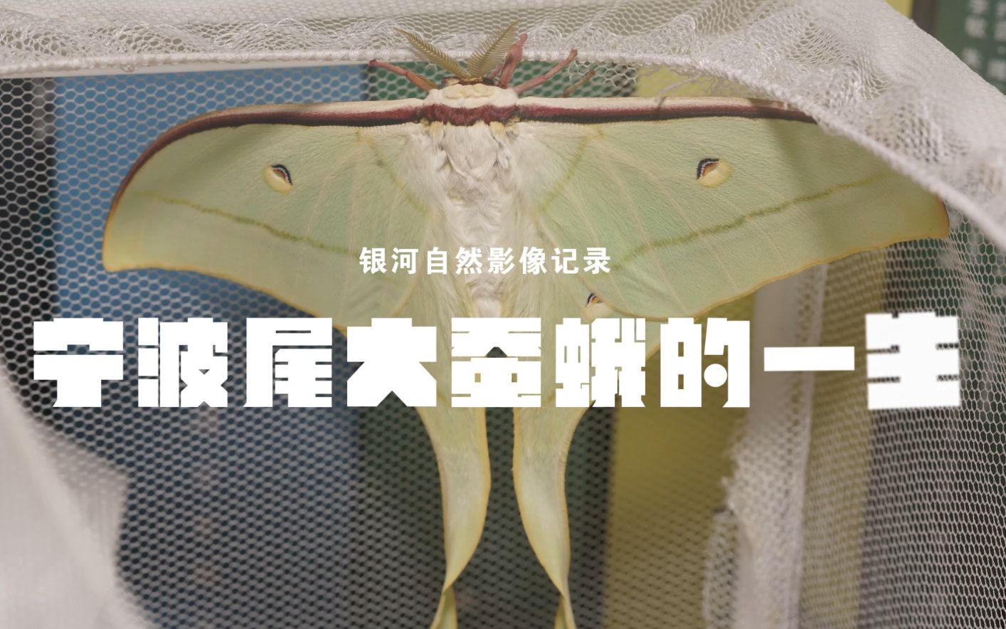 【银河制造昆虫纪录影像】宁波尾大蚕蛾的一生_哔哩哔哩_bilibili
