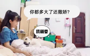 Download Video: 谁能顶得住这样一只会撒娇的嘤嘤怪啊？