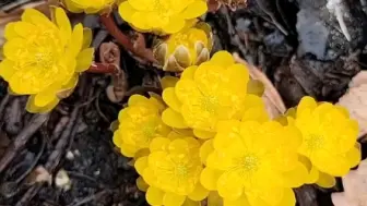 下载视频: 林海雪莲花的开放