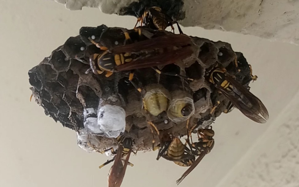 放养胡蜂之好肥的幼虫