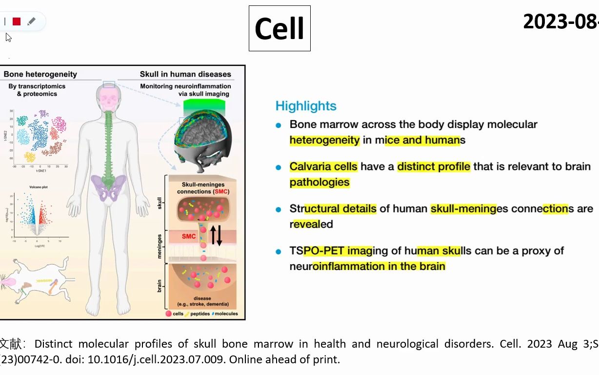 Cell—颅骨是观察神经炎症的“窗口”哔哩哔哩bilibili