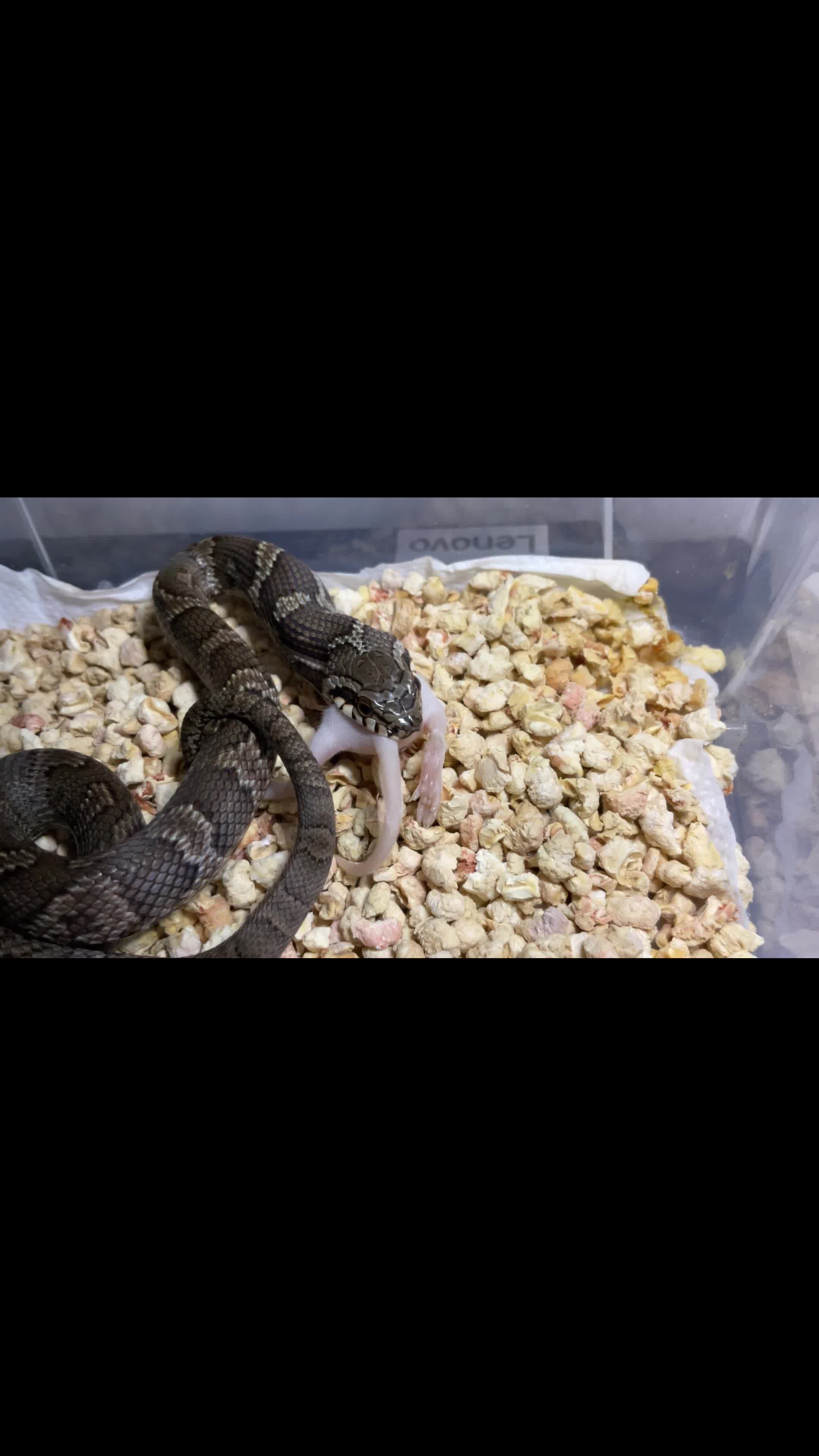 棕黑锦蛇喂食.感谢白鼠白鼠