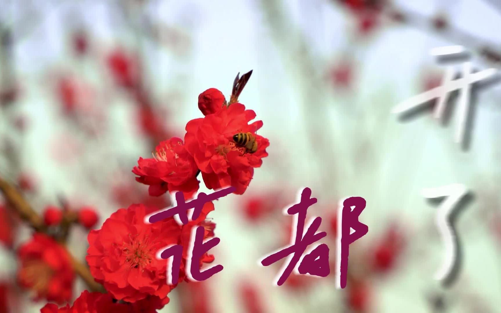 [图]希林娜依高世界环境日主题曲《对世界说你好》合唱版MV