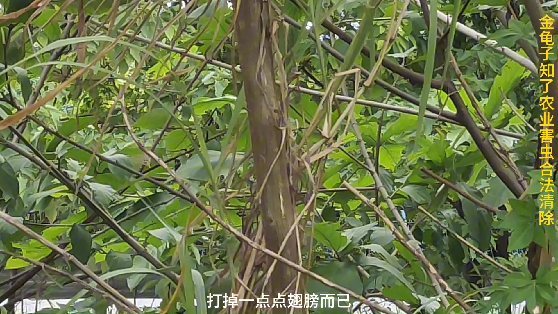 金龟子知了拿命来