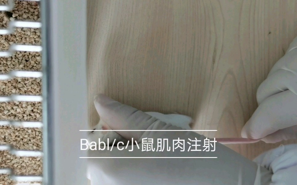 bablc小鼠肌肉注射