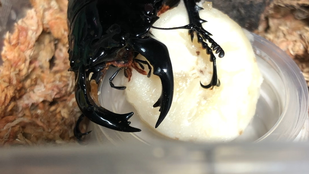 非洲大黑艳进食拍摄锹形虫如何进食