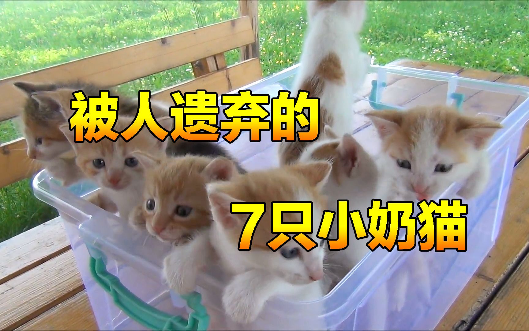 被人遗弃的7只小奶猫,被主人狠心的放弃了,它们以后将何去何从哔哩哔哩bilibili