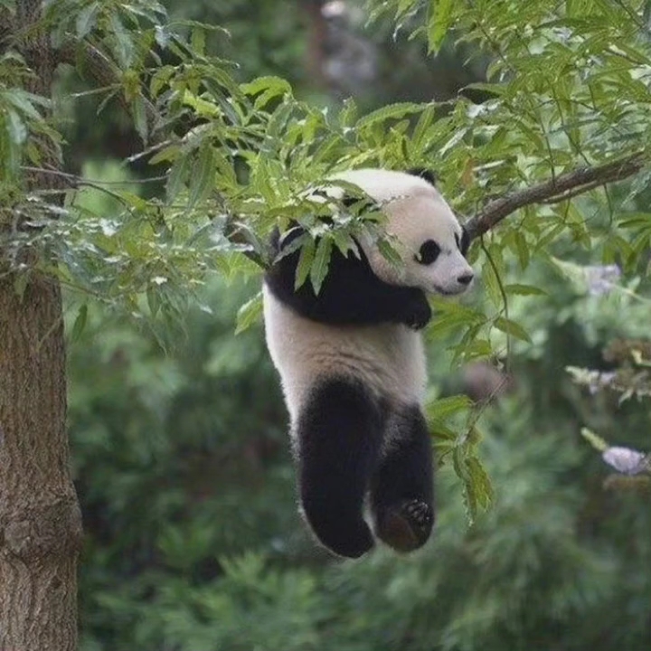 熊猫挂在树上的背影图片