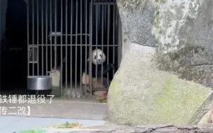 下载视频: 【大熊猫良月】210617重动，朗朤朤今天是乖崽，乖乖的坐着等lai爸做清洁加竹子！