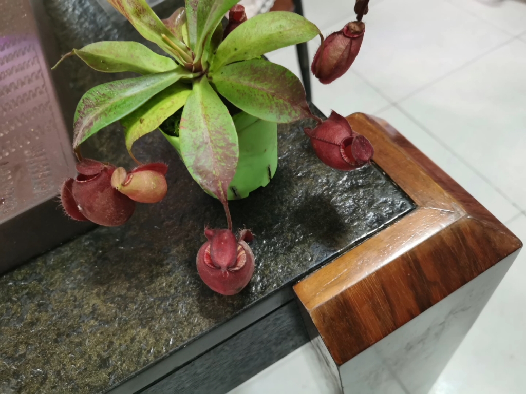 刚到家的海盗黑月猪笼草