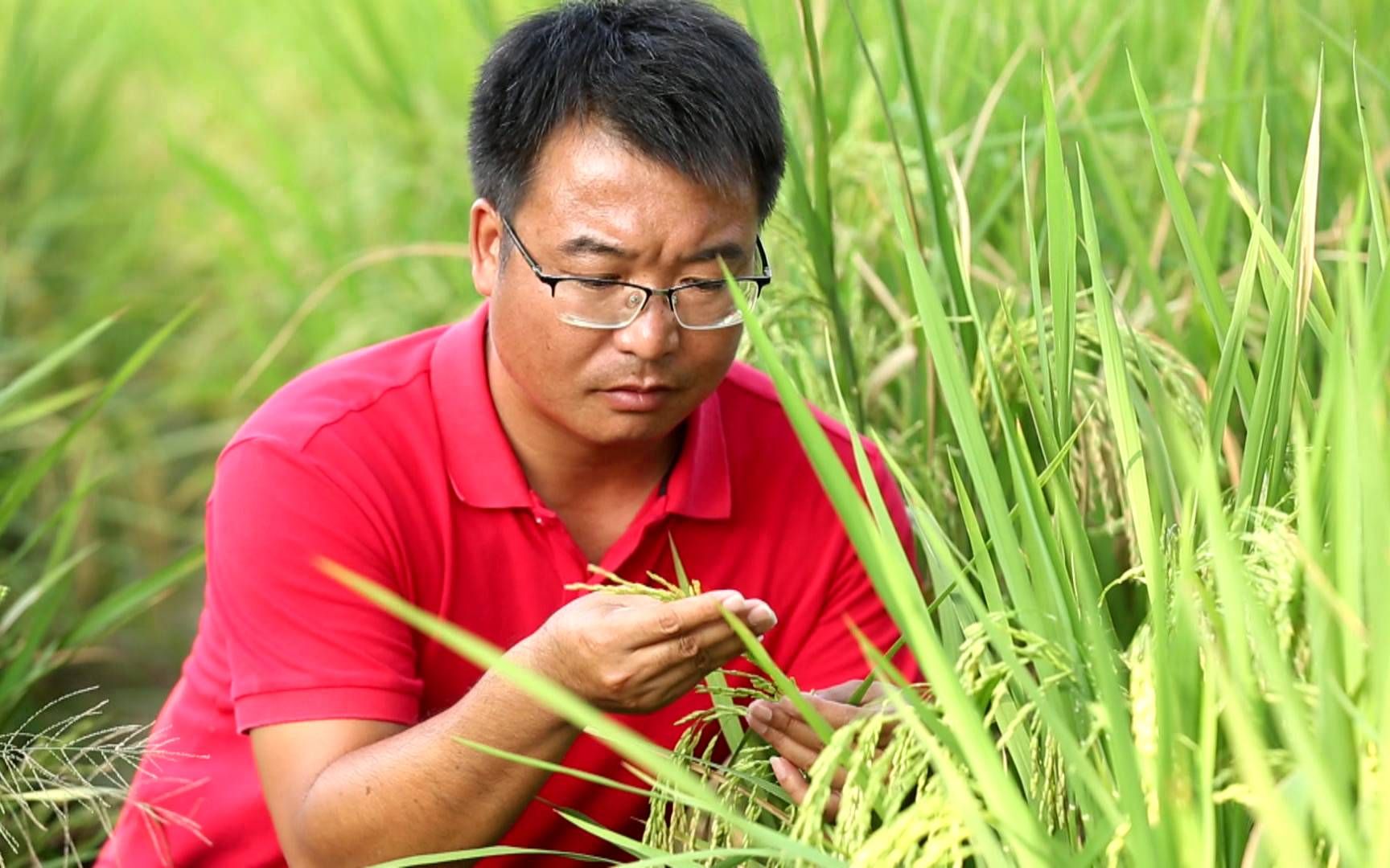 我就是这样的新青年⑦:李建武——扎根稻田 把超级稻种到更多地方哔哩哔哩bilibili