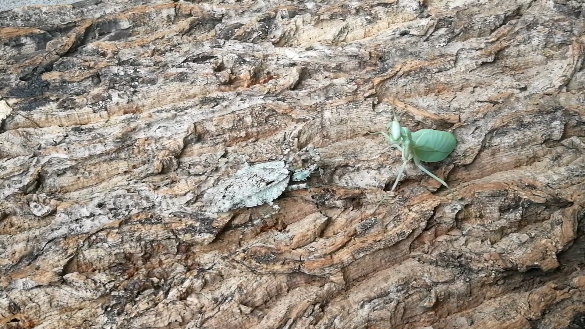 眼广缘螳与巨齿斧螳的互动