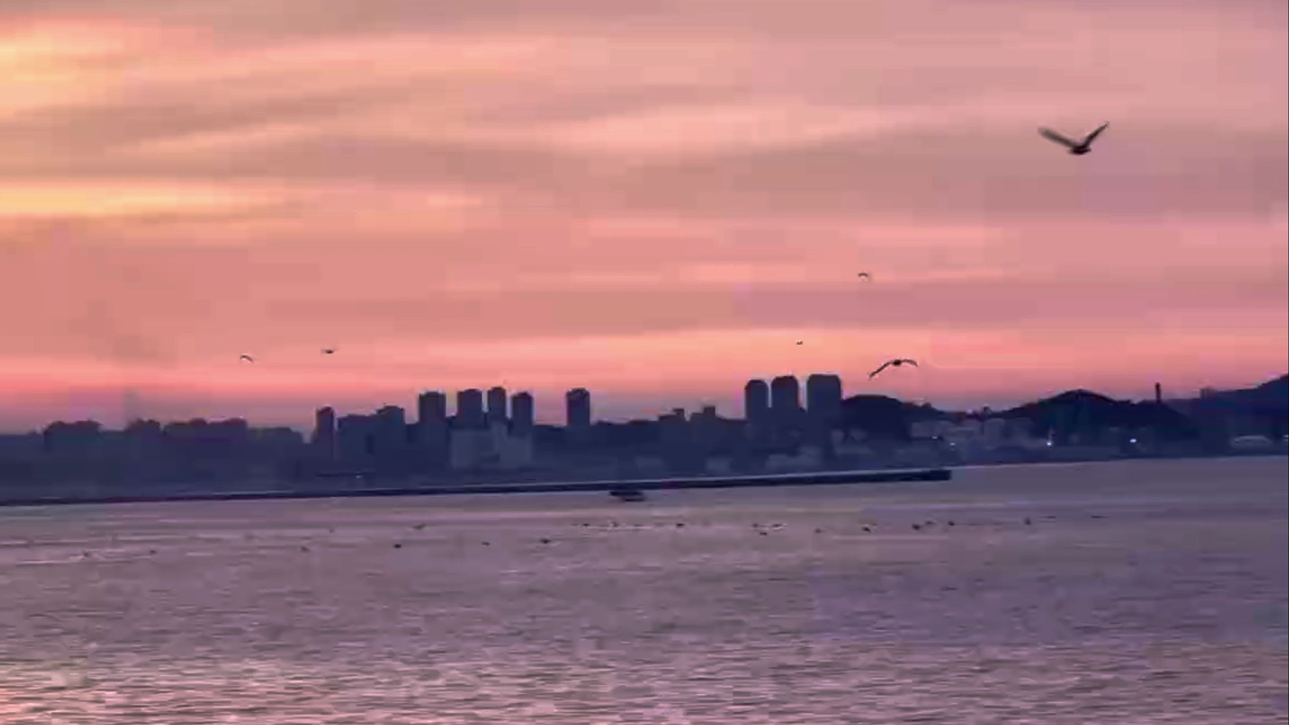 粉色海洋~你回头望~笑得像天空里的棉花糖