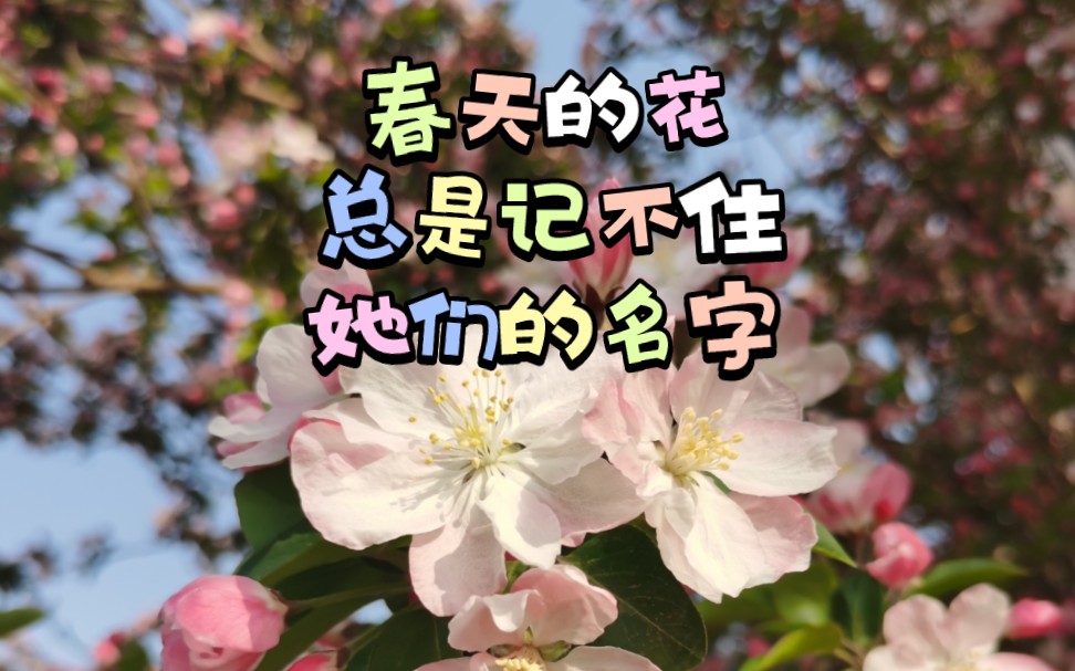 春天有什么花名字名称图片