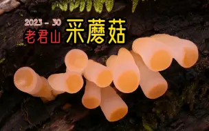 Video herunterladen: 天呐噜！丽江老君山的蘑菇真是太可爱啦！