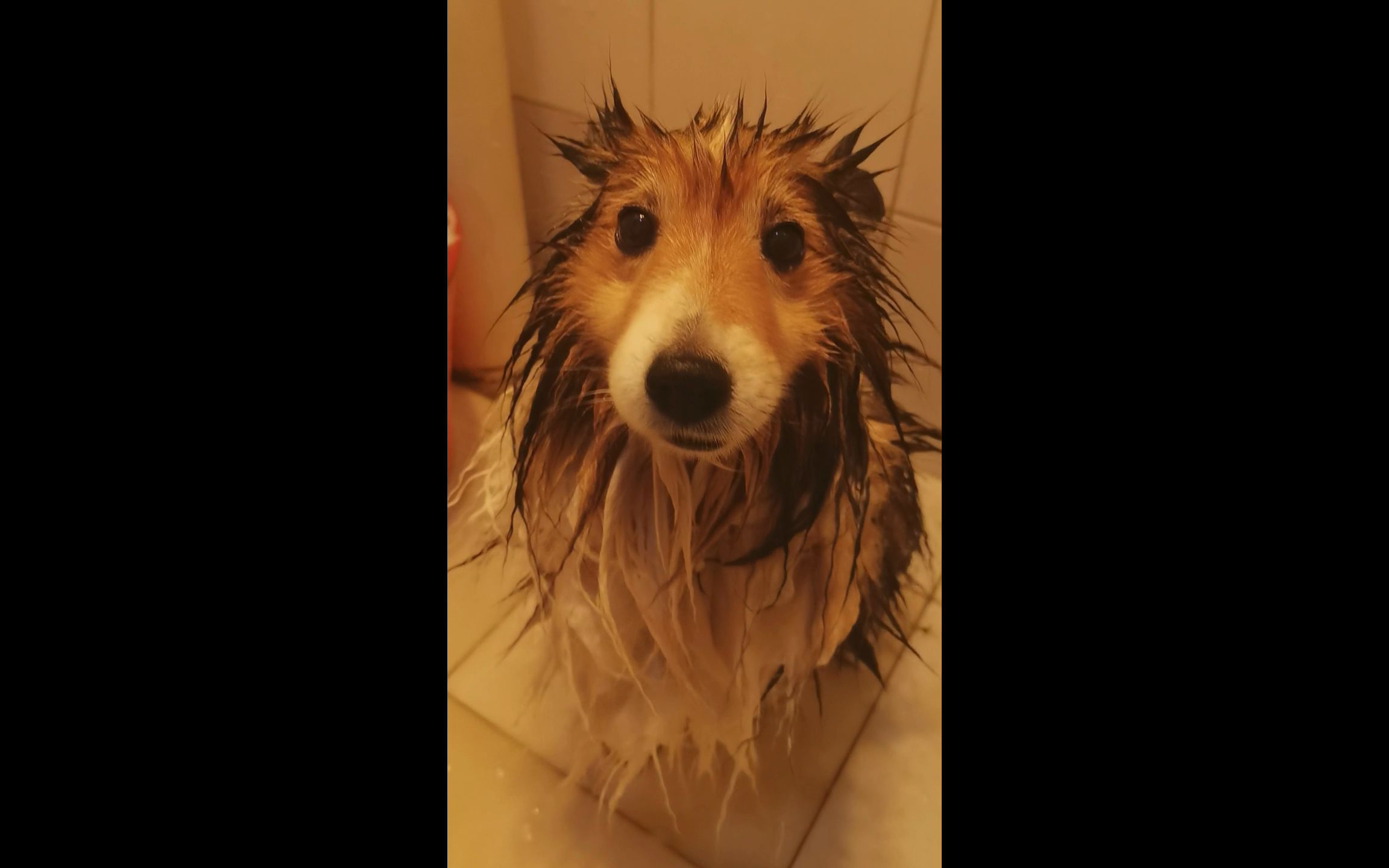 【喜乐蒂】胆小的落汤狗本狗